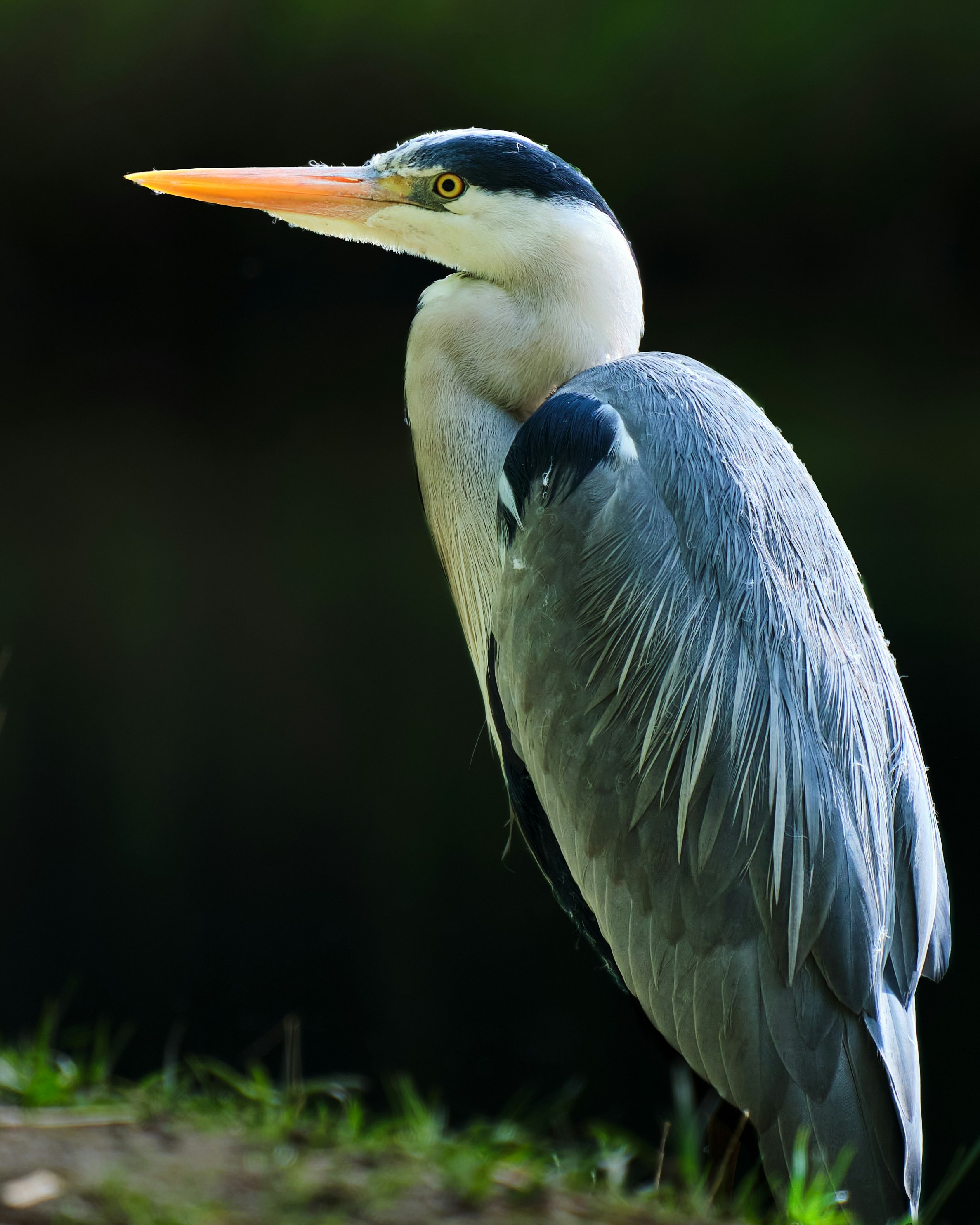 grey heron on green grass during daytime